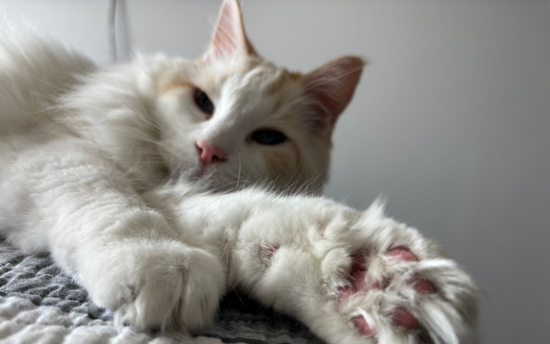Cream-colored cat with orange markings, paws extended, resting on a gray patterned surface, sleepy expression.