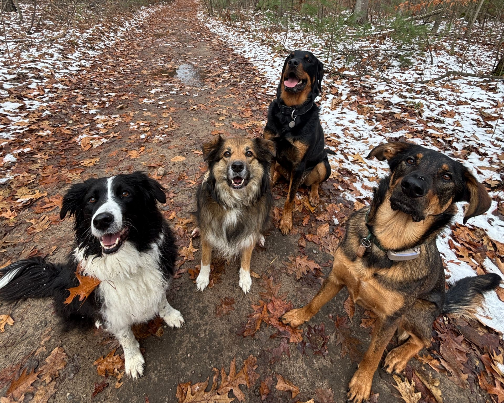 Four dogs, wet from a walk, pose on a muddy trail in a wooded area with autumn leaves and patches of snow.