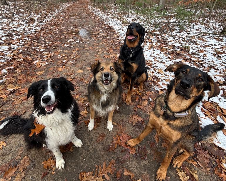 Four dogs sit together on a trail in a forest, smiling at the camera. Autumn leaves and patches of snow.