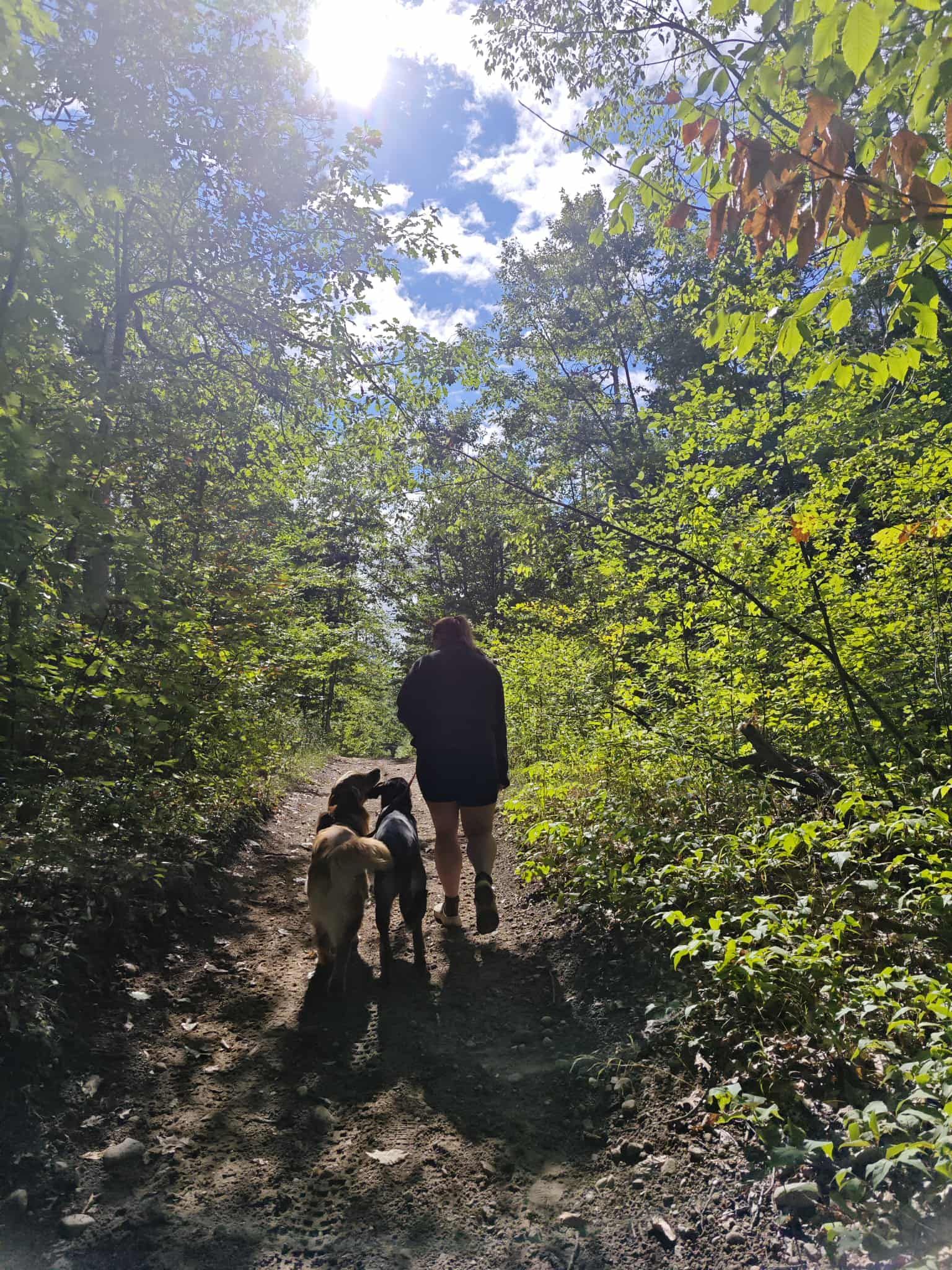 Person walking two dogs on a shaded trail, sun shining through trees.