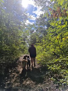 Person walking two dogs on a shaded trail, sun shining through trees.