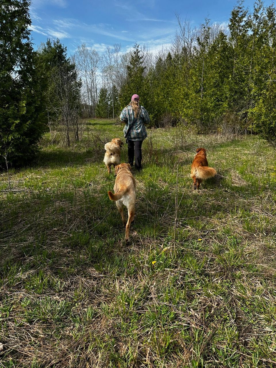 Person walking with three golden dogs in a grassy clearing surrounded by trees.