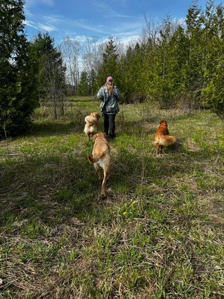 Person walking with three golden dogs in a grassy clearing surrounded by trees.
