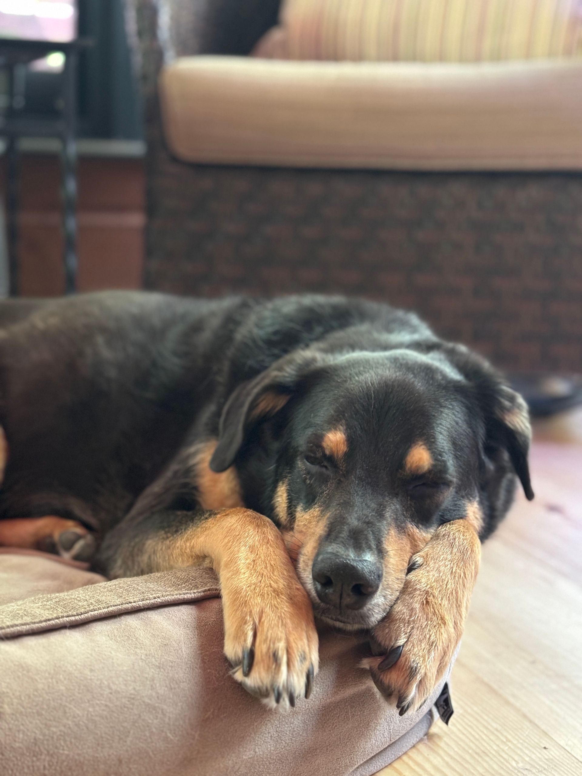 Black and brown dog resting head on paws on a light brown dog bed.