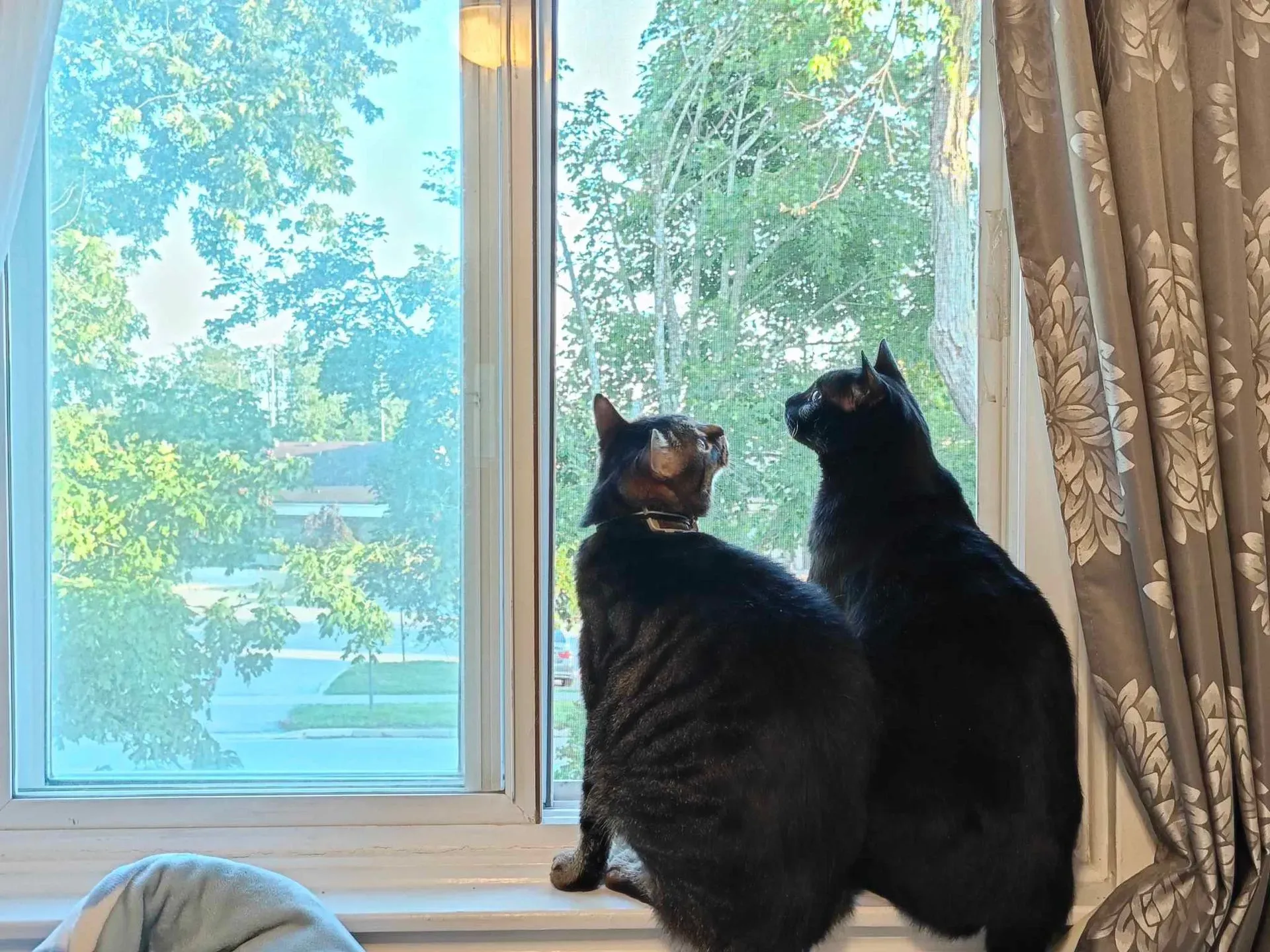 Two black cats sit side by side on a windowsill, gazing out a window at a green tree-filled view.