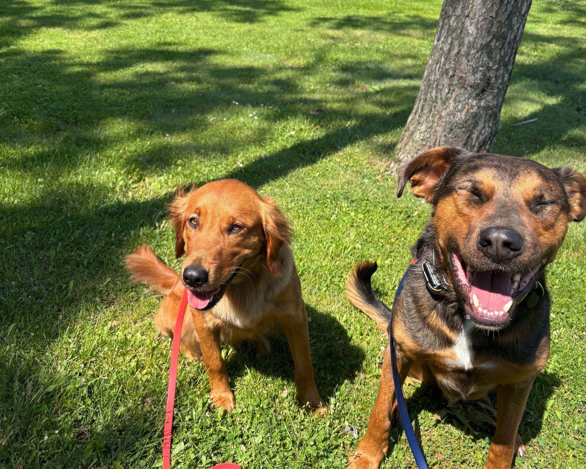Two dogs, one golden, one black and brown, sit on green grass, leashes visible, smiling in the sunlight.