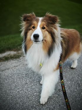 Sheltie dog on a leash, brown and white fur, looking at the camera on a path with green grass in the background.