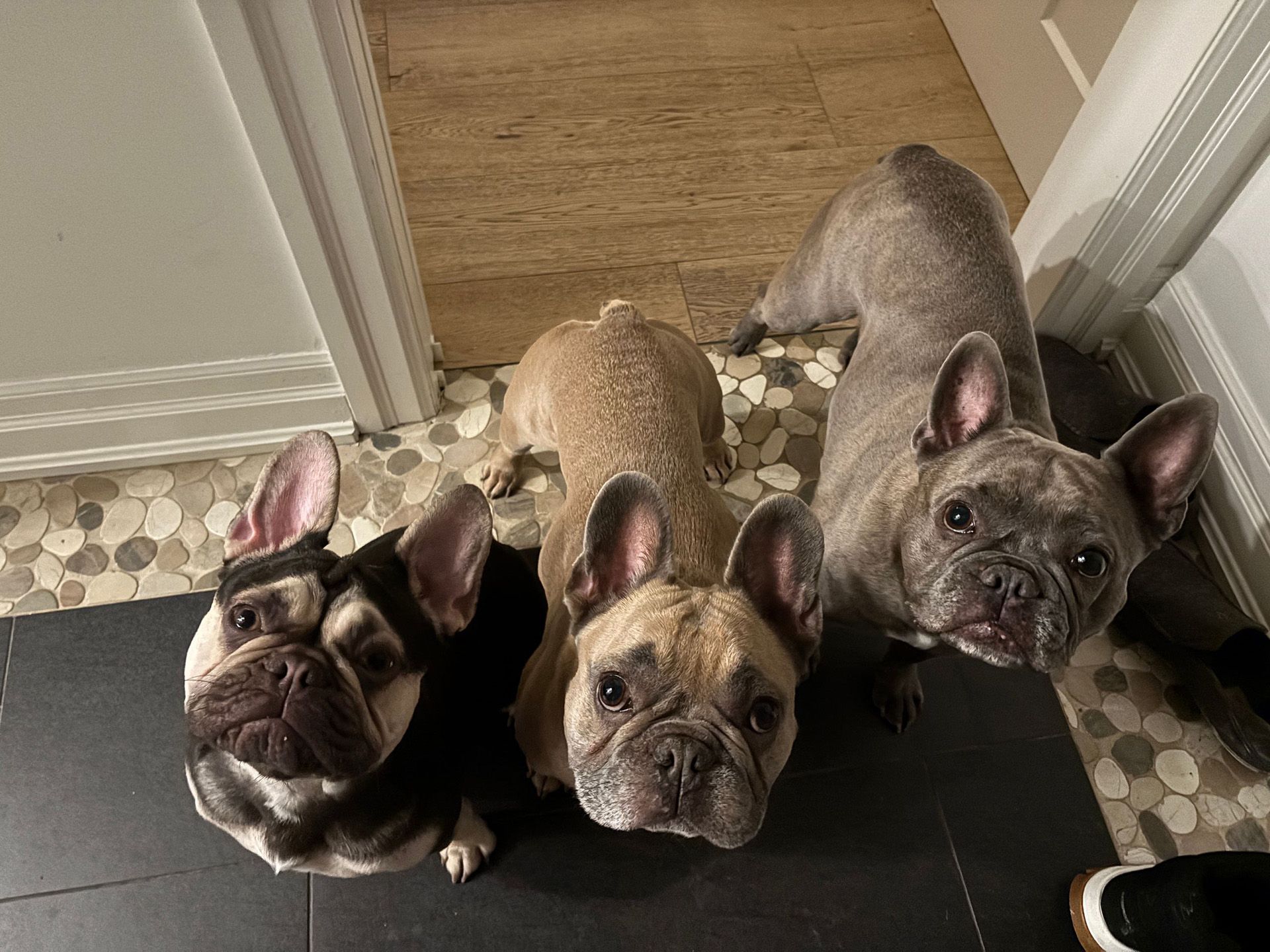 Three French bulldogs looking up; one black and white, one tan, and one gray.