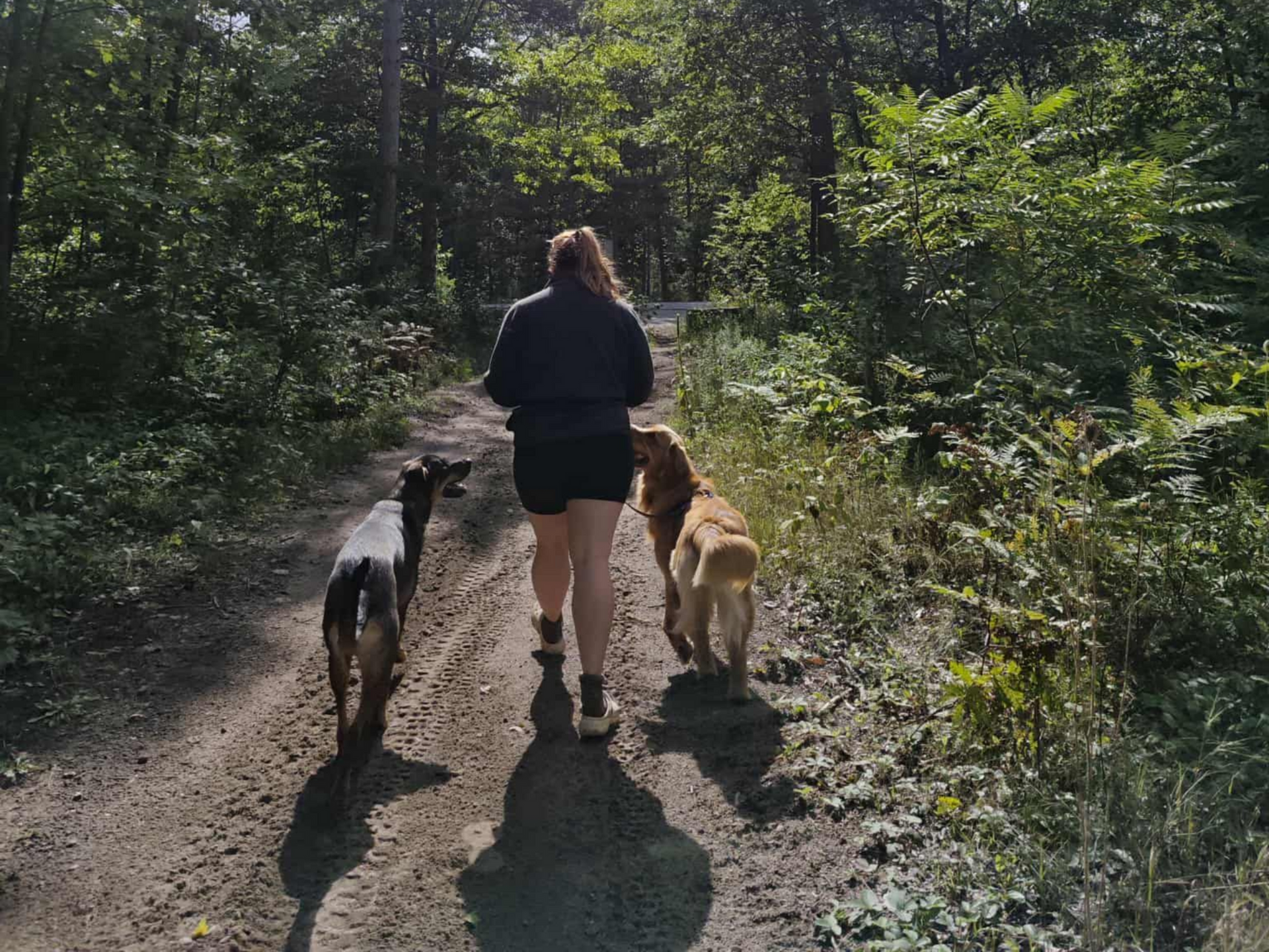 Person walking two dogs on a dirt path through a forest on a sunny day.