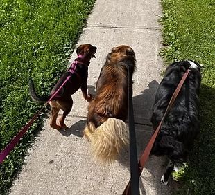Three dogs on leashes walking on a sidewalk, next to green grass.