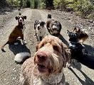Group of dogs on a dirt road in a forest, some looking at the camera.
