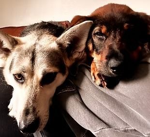 Two dogs, one light furred, one dark, resting together.