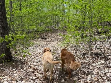 Two dogs walk up a leaf-covered trail in a green forest.