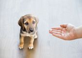 Puppy looks at a hand holding a small pill, brown and tan fur, light wood floor.