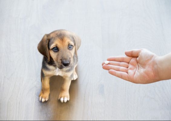 Puppy looks at a hand holding a small pill, brown and tan fur, light wood floor.