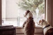 Two dogs looking out a window at a snowy scene; one is brown and white, the other white and brown.