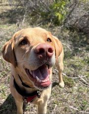 Smiling yellow Labrador retriever with open mouth outdoors.
