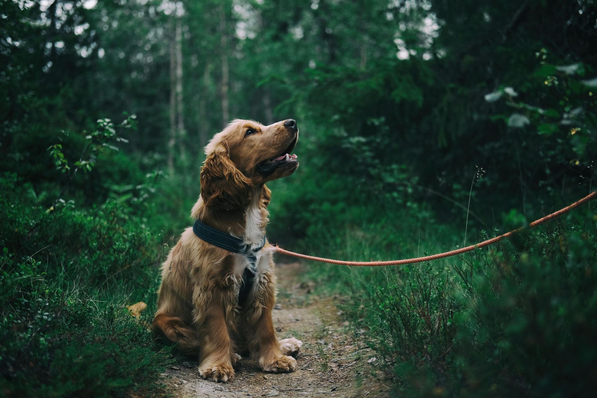Golden Cocker Spaniel sits on path in forest, looking upwards, leash attached.