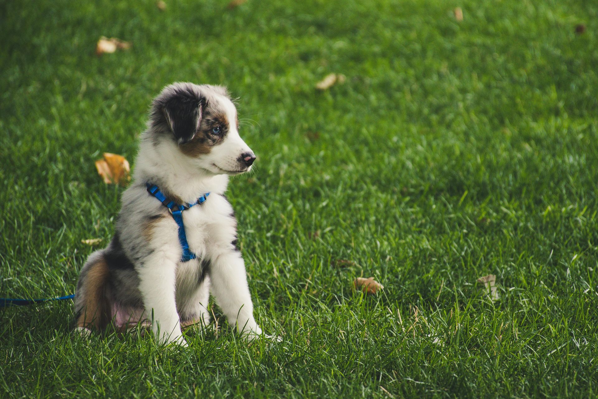 Puppy sitting in green grass, wearing a blue harness, looking to the right.