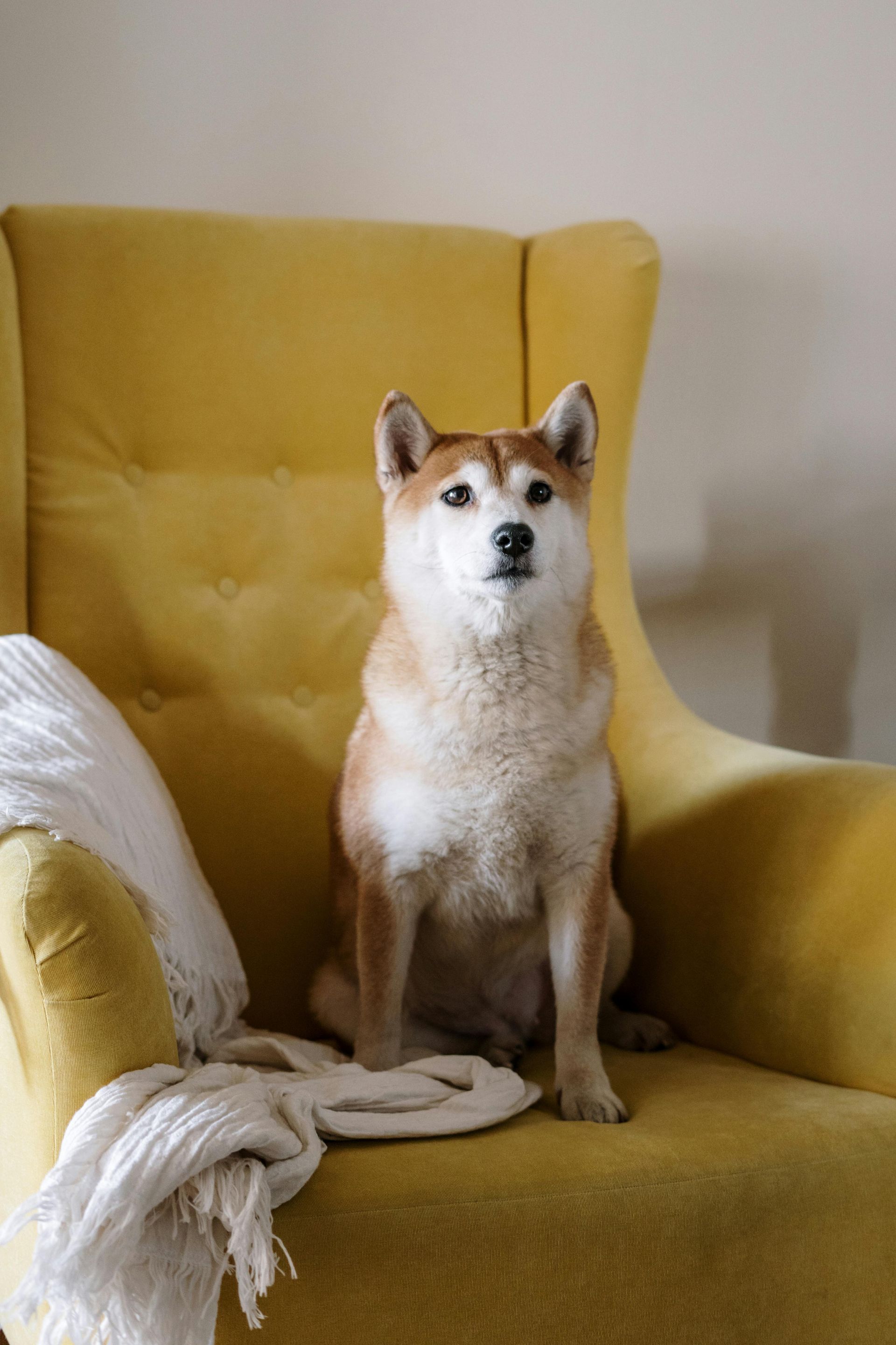 Shiba Inu dog sitting on a yellow armchair with a white blanket.