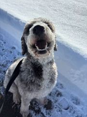 Dog with fluffy grey and white fur, smiling broadly in the snow.