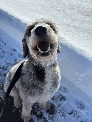 Dog with fluffy grey and white fur, smiling broadly in the snow.