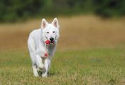 White dog with a red toy in its mouth runs across a grassy field.
