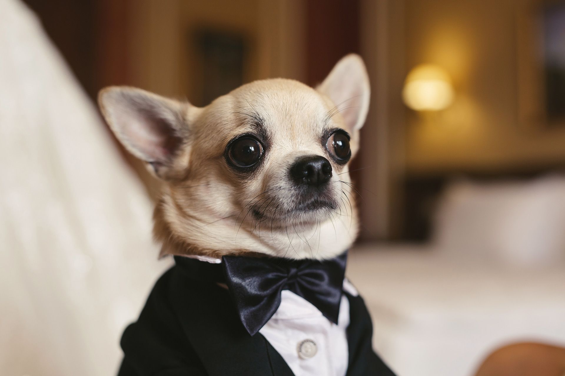 Chihuahua wearing a black tuxedo with a bow tie.