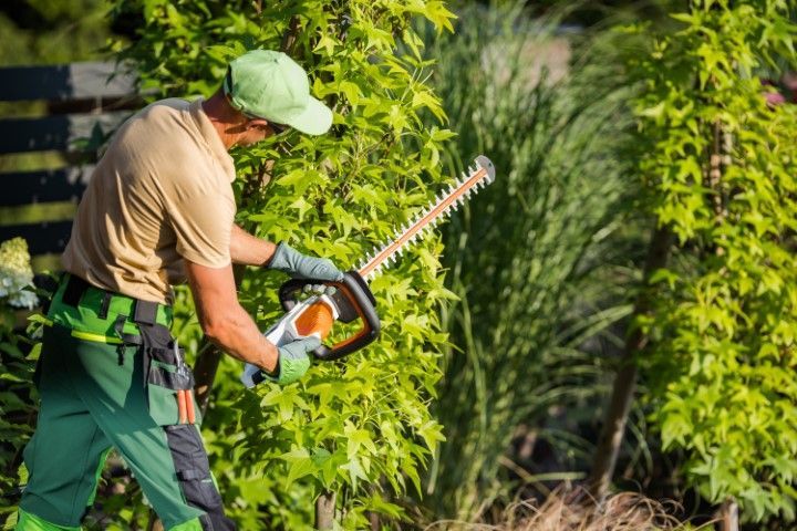 Person using a hedge trimmer to cut green bushes in a garden