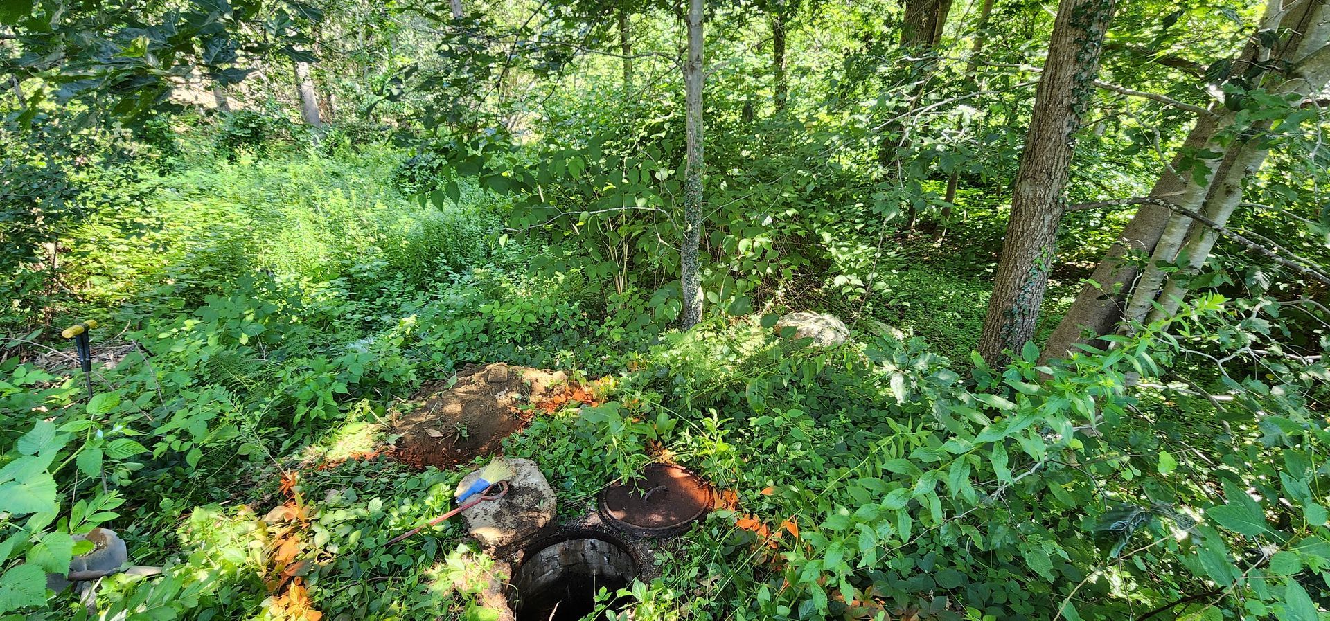 Black dog in leafy forest beside a tan dog and fallen logs, surrounded by dense green foliage.
