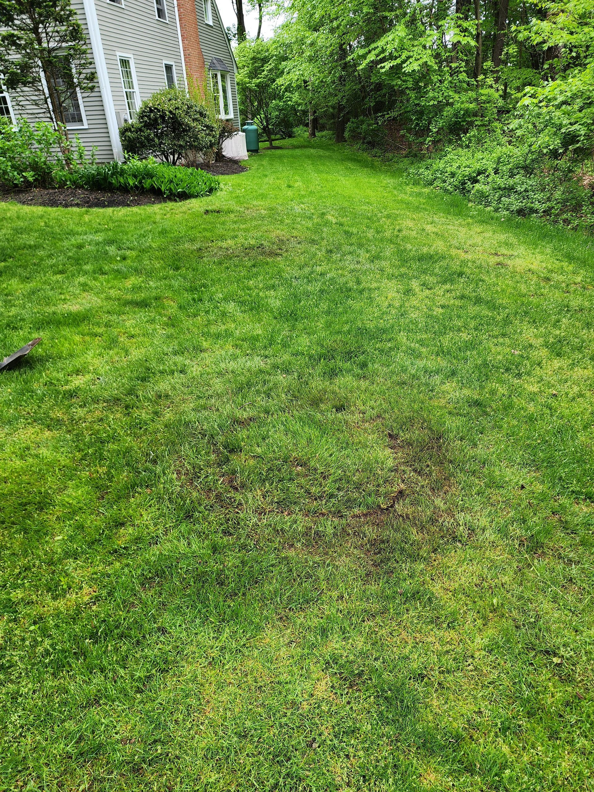 Green backyard lawn with patchy grass beside a house and dense shrubs.