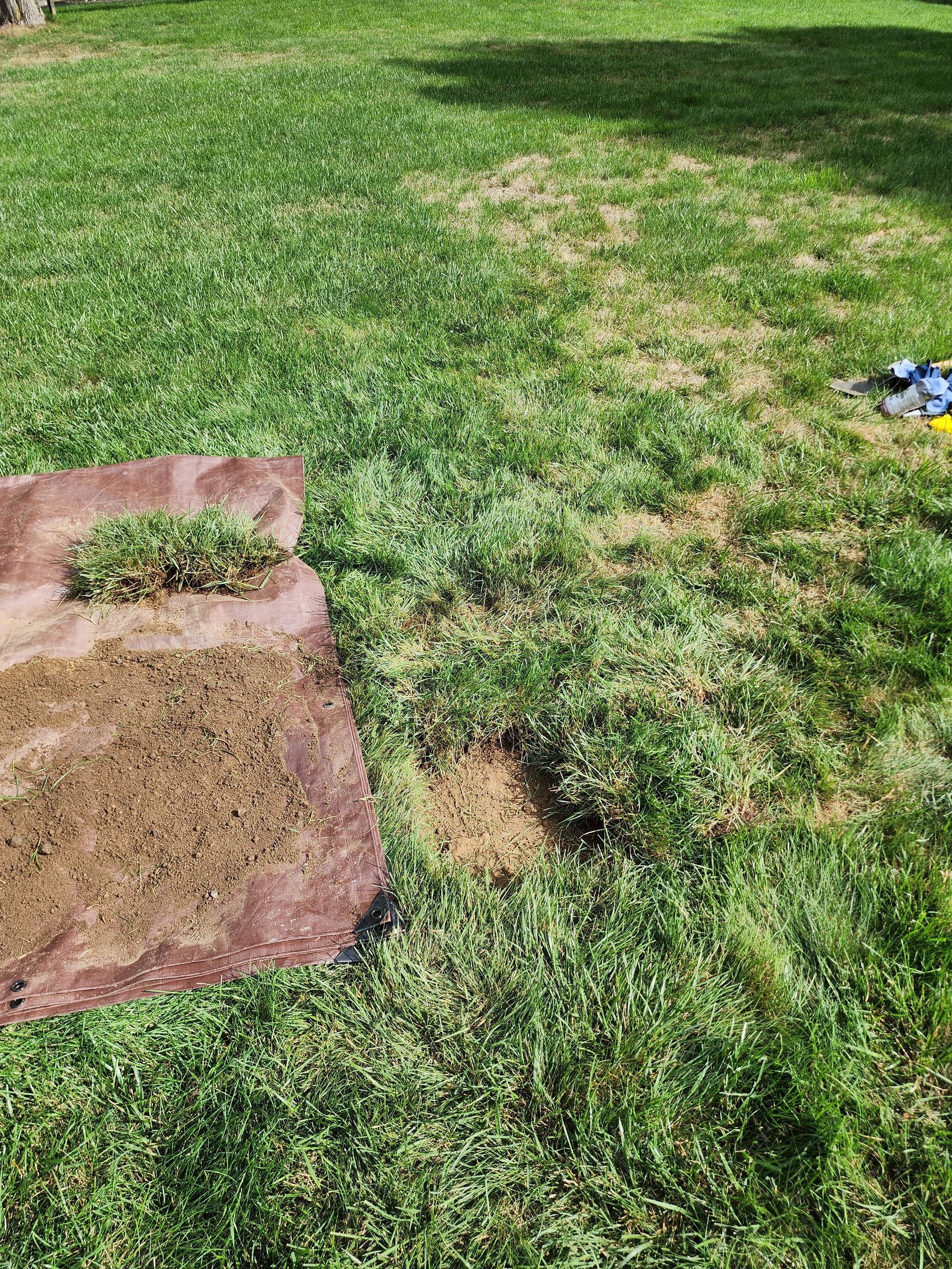 Patchy green lawn with a bare brown mat in the lower left and a small blue object on the right.