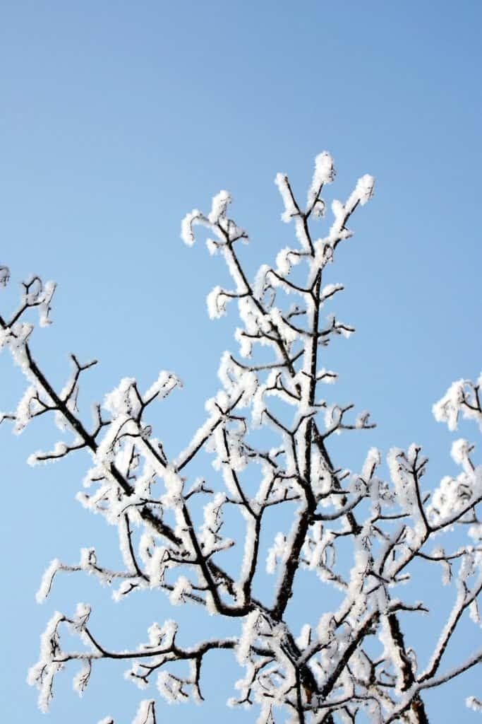 Tree Branch With Snow — St. Louis, MO — St. Louis Cleaning and Restoration