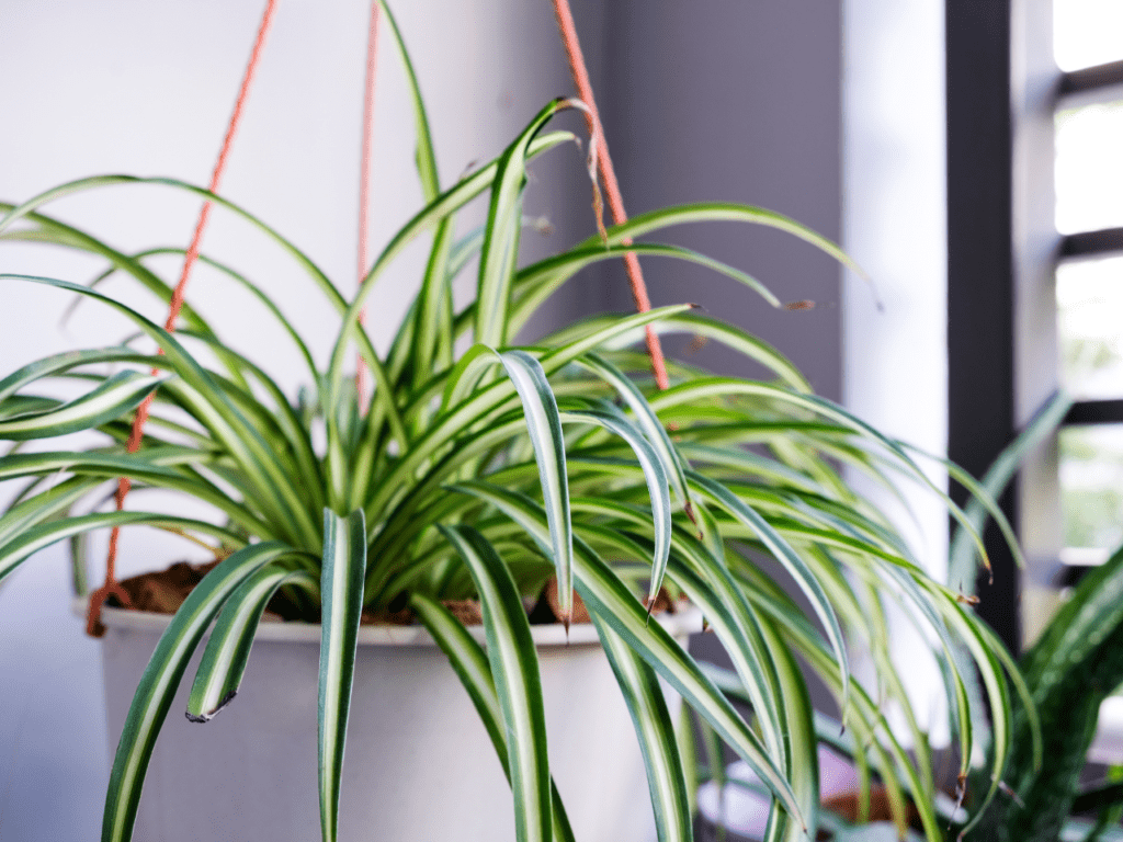 Spider Plant — St. Louis, MO — St. Louis Cleaning and Restoration