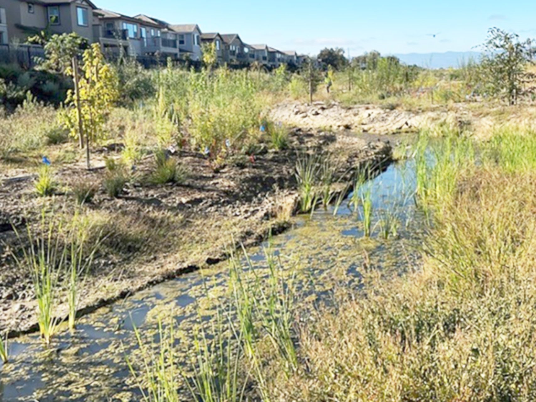New Ohlone River Rehab New Ohlone River Rehab