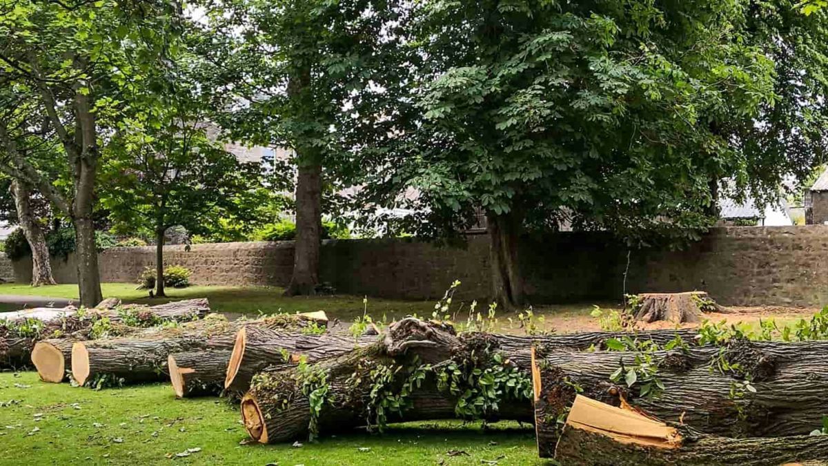 A bunch of logs are laying on the grass in a park.