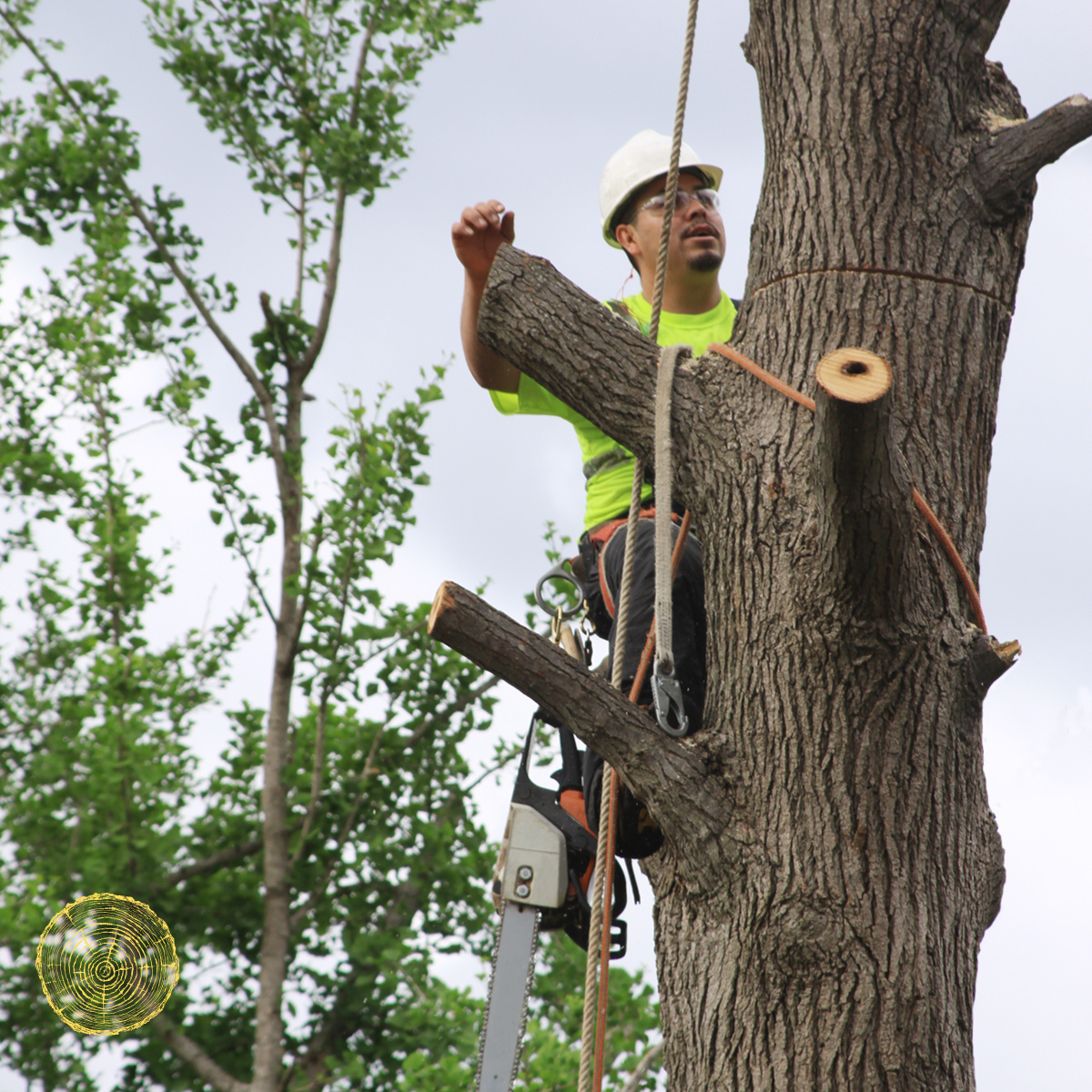 A man is cutting a tree with a chainsaw