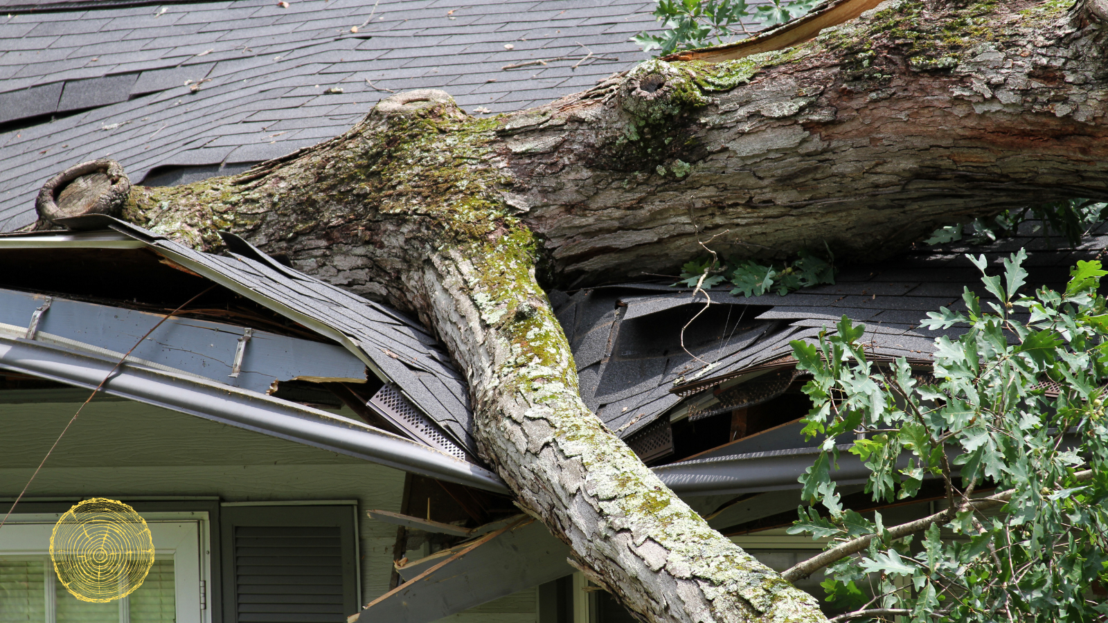 A tree has fallen on the roof of a house.