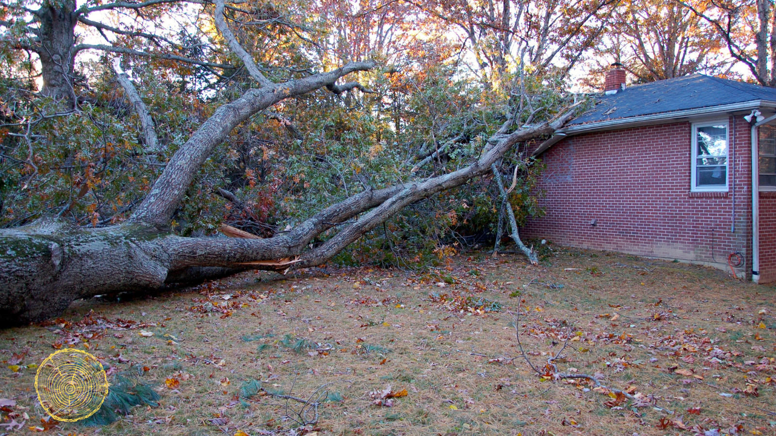 A large tree has fallen on top of a brick house.