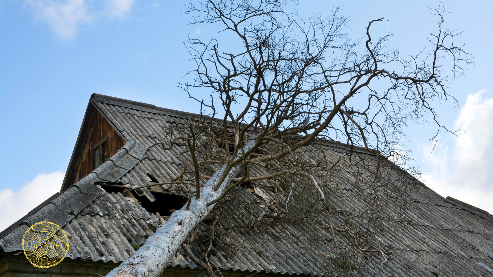 A tree has fallen on the roof of a house.