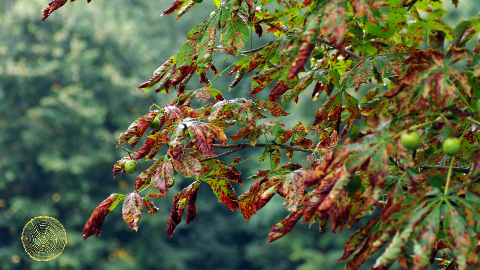 A close up of a tree branch with leaves changing colors.