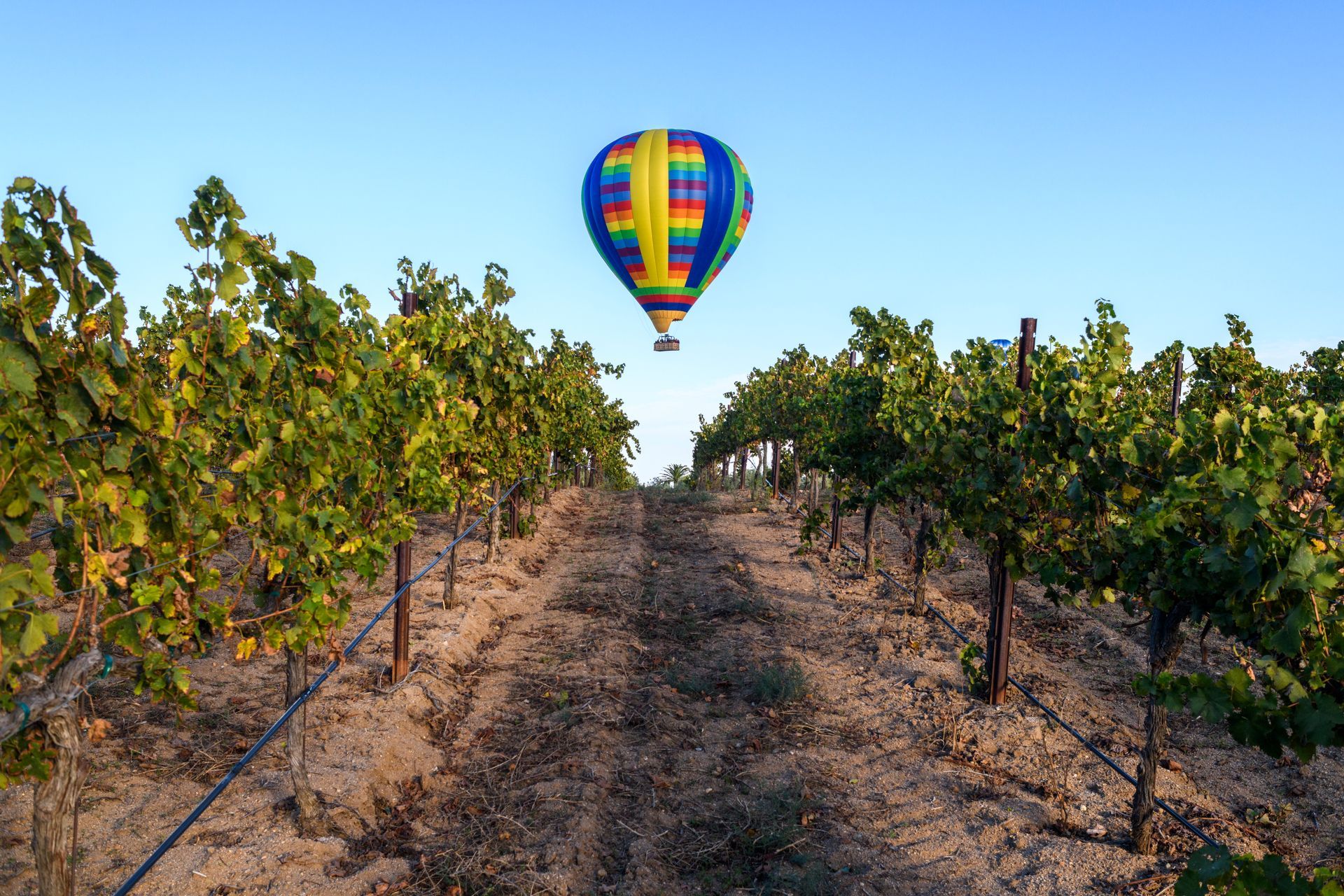 A hot air balloon is flying over a vineyard.