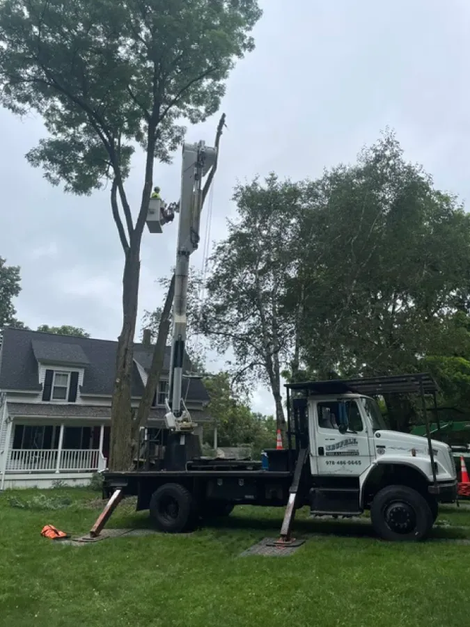 A white truck with a crane on the back is cutting a tree.