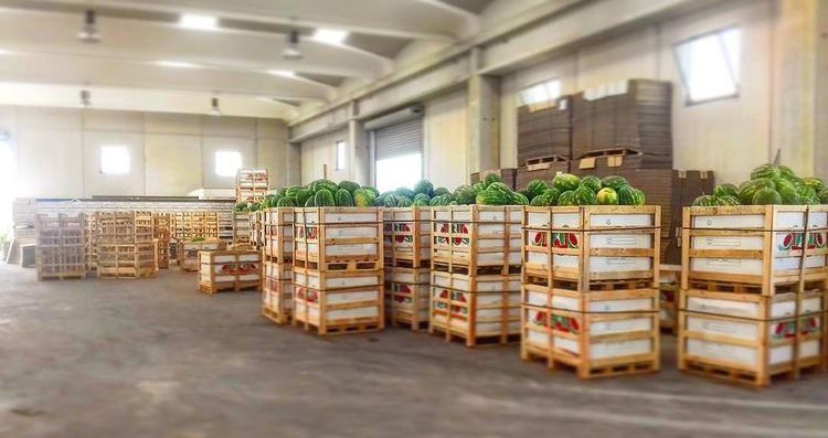 vendita all'ingrosso di cocomeri