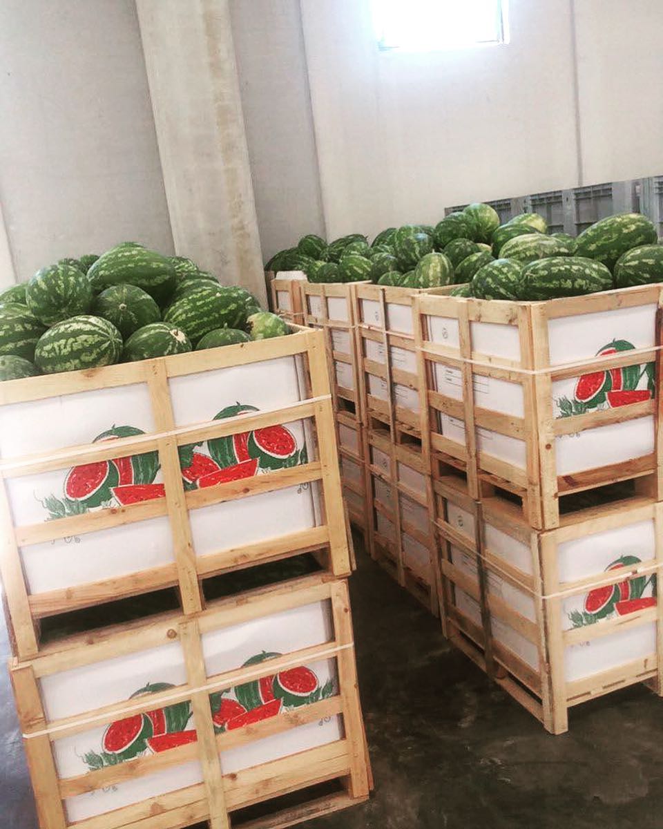 Ingrosso angurie e cocomeri