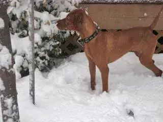 BELLA – Jefferson, MA