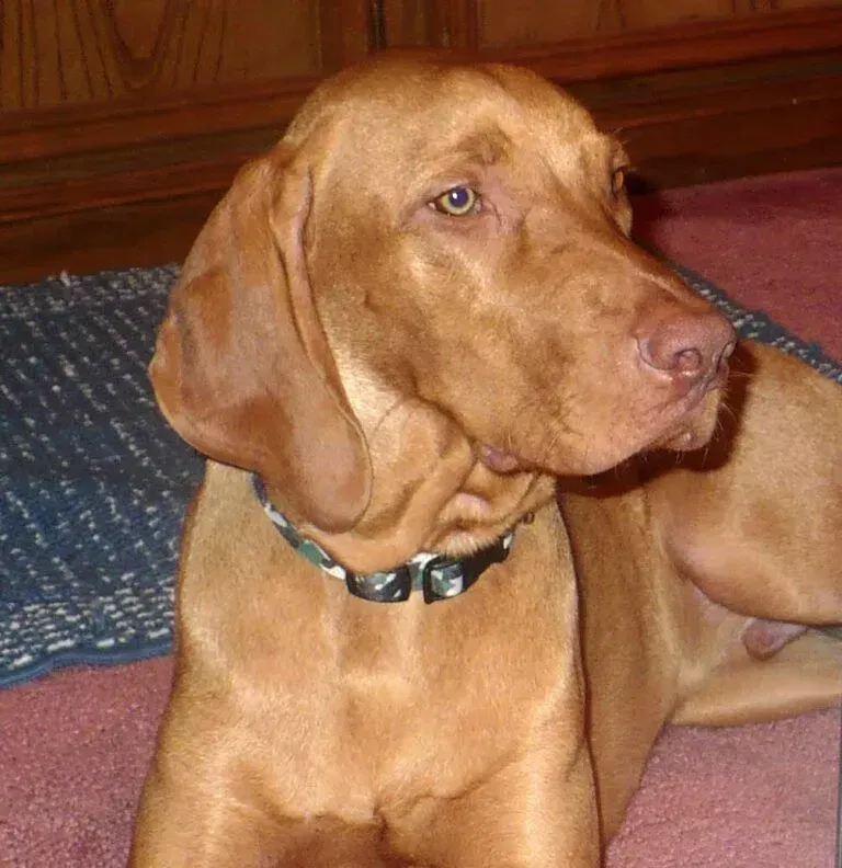 GUNNER – Clute, TX