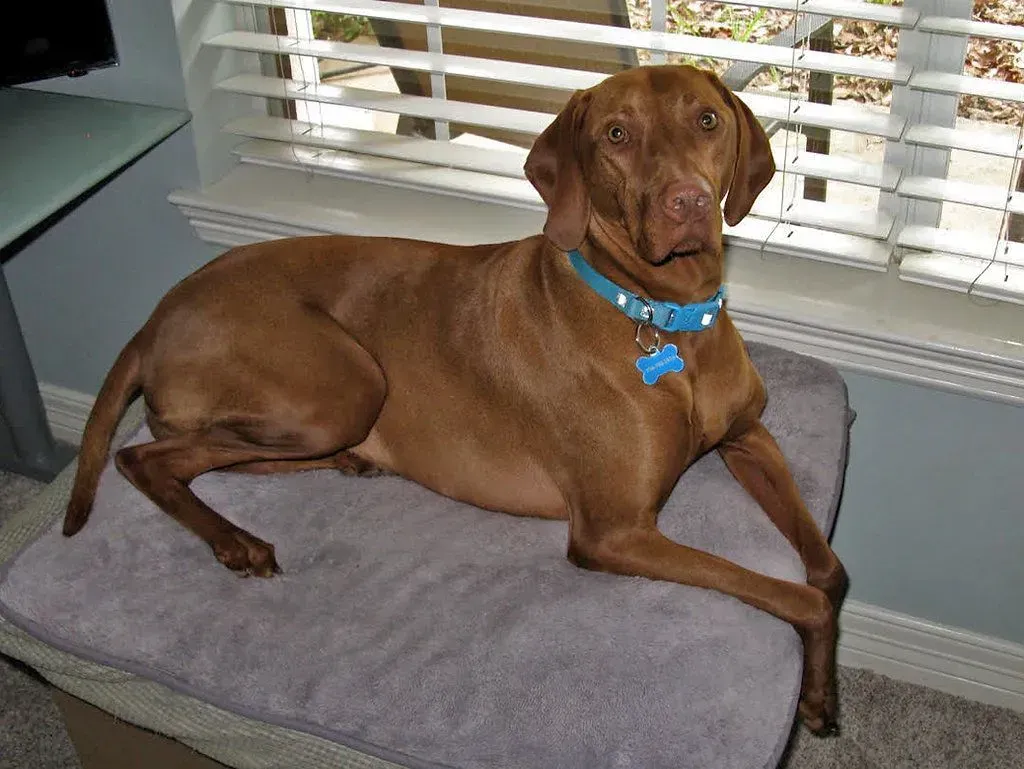 LEXA – Conroe, TX