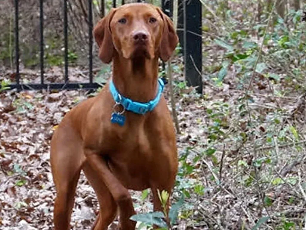 LEXA – Conroe, TX