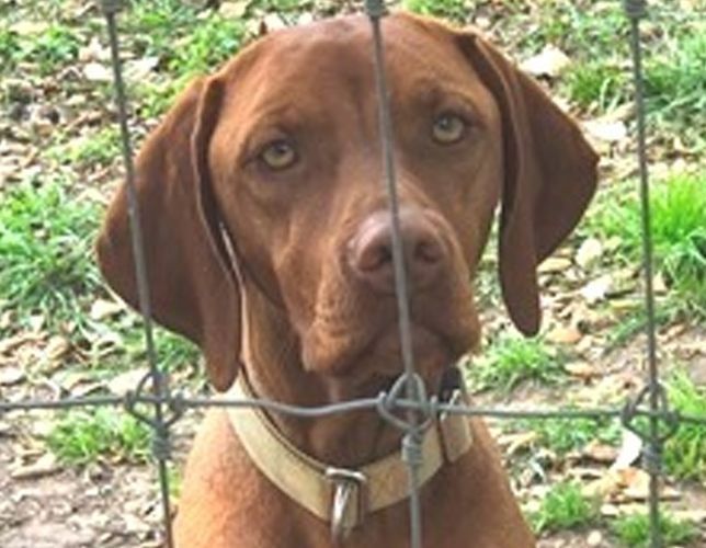 A brown dog is behind a barbed wire fence.